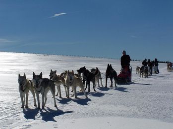 chiens traineaux web