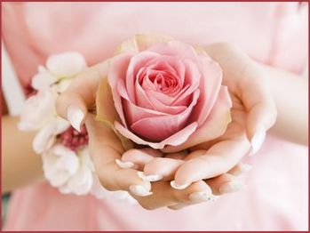 superbe rose2