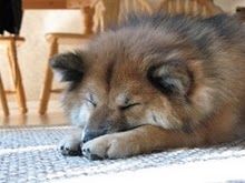 shiba-long-haired