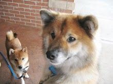 shiba-poils-longs-non-lof