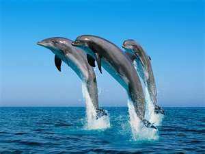 dauphins argent
