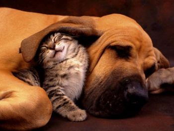 divers-animal--chien-chat.jpg