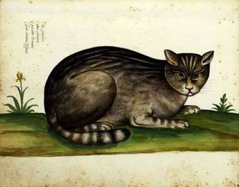 chat-sauvage-aldrovandi.jpg