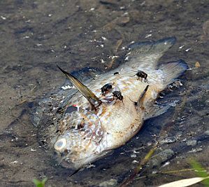 Poisson-mort.jpg