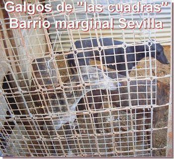 Galgos-Las-Cuadras-Sevilla.jpg