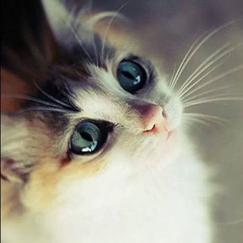 chat-yeux-aigue-marine-fb-aout-14.jpg