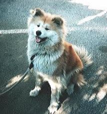 shiba-inu-poils-longs