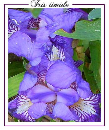 iris bleus 2