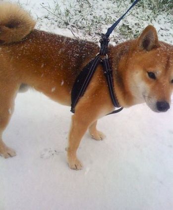 yosh-neige.jpg