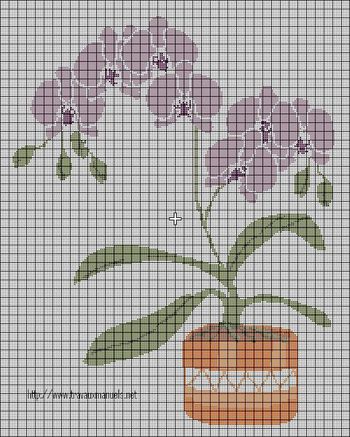 orchidee-en-pot.JPG