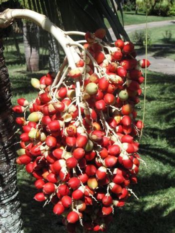 fruits de palmier à huile, Ile Maurice