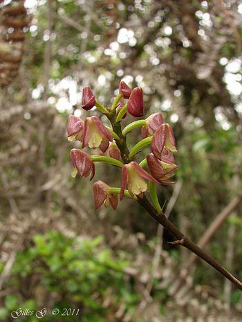 10 Anjozorobe - Polystachya mauritiana