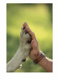 Un-homme-cruel-avec-les-animaux--02-.jpg