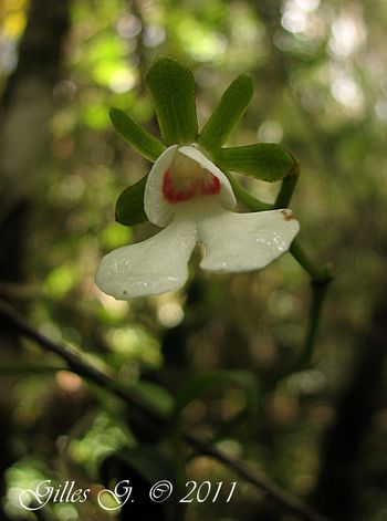 10 Anjozorobe - Oeonia rosea