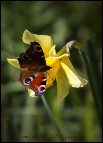 Macro---Insectes--Papillons- 4454