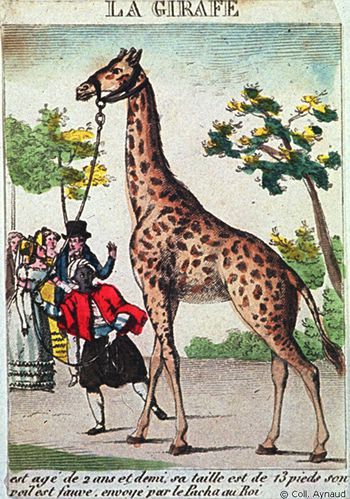Promenade de la girafe