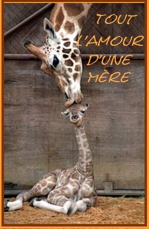 giraffe.jpg