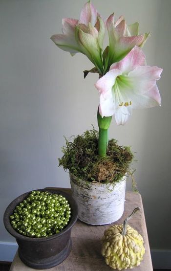 amaryllis rencontre