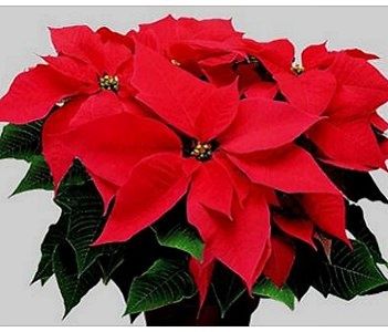 stella_di_natale.jpg