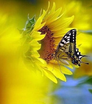 animal-papillon-tournesol.jpg