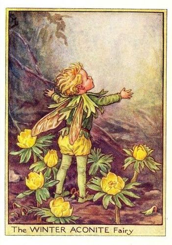 winter aconite flower fairy