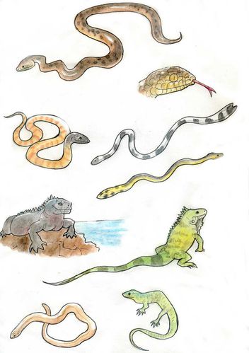 reptiles.jpg
