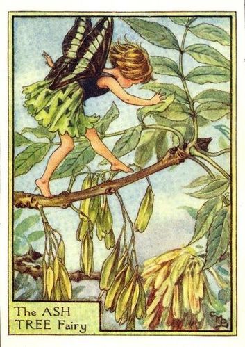 ash tree flower fairy