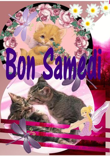 bon-samedi-chat.jpg