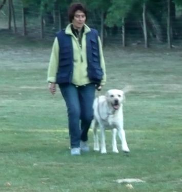 Mon chien tire tout le temps en laisse - Le blog de mes Mon chien tire tout le temps en laisse - Le blog de mes