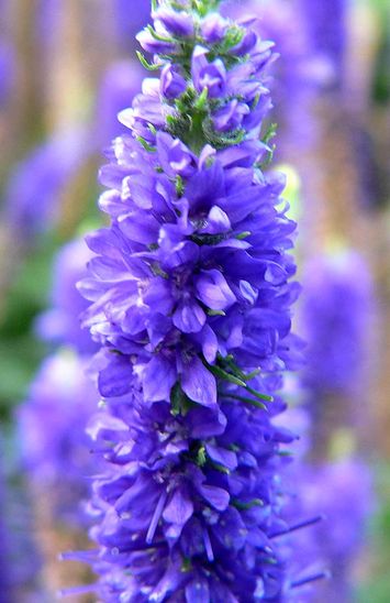 Veronica_spicata_Glory_2.jpg