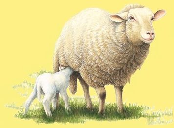 null animal mouton et agneau 00 art