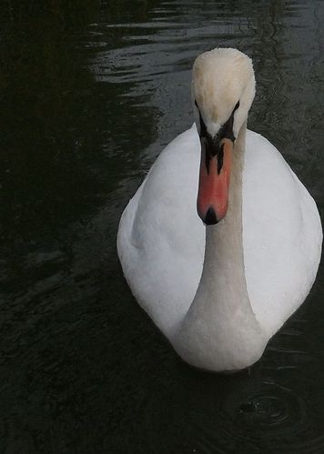 cygne-de-face.jpg