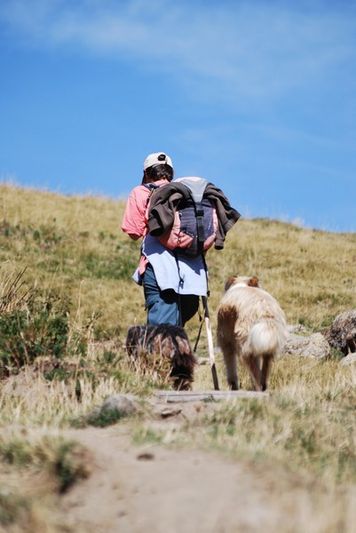 berger et ses chiens