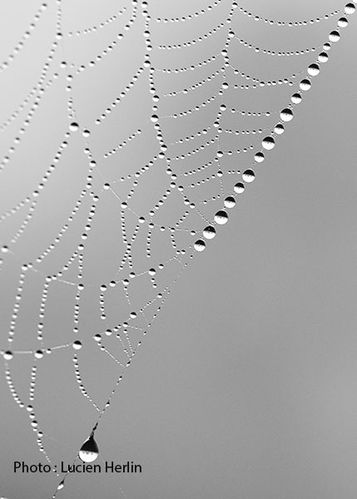 Toile-de-perles.jpg