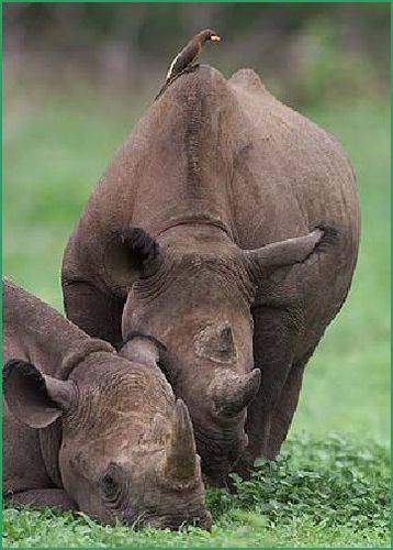 rhino and yellowbilled oxpecker