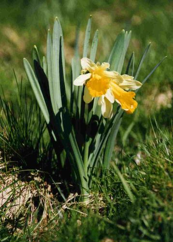 Jonquilles