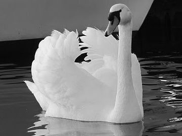 Zoom-sur-un-cygne-blanc.jpg
