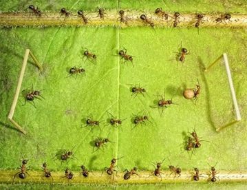Life-of-Ants-Andrey-Pavlov-10_thumb-14-.jpg