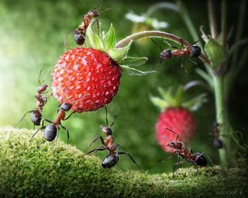 Life-of-Ants-Andrey-Pavlov-03_thumb-1-.jpg
