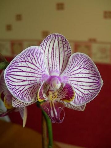 fleurorchideeofferteparpierre05081.jpg