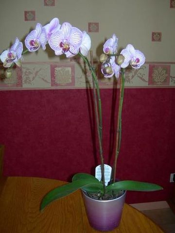 orchideeofferteparpierre05081.jpg