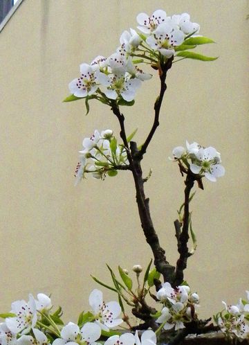 Poirier fleurs4