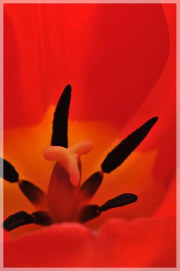 tulipe 116c