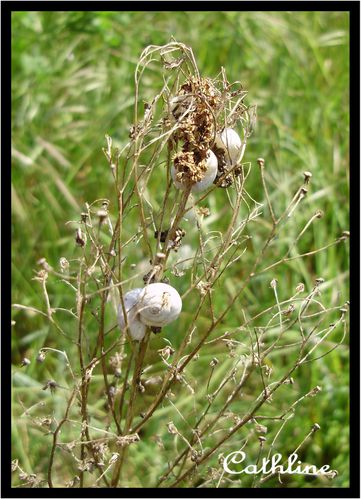 escargots-des-dunes---4-.jpg