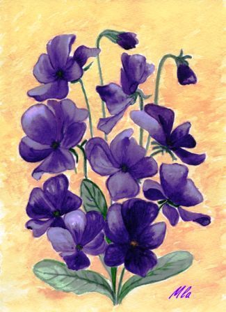 viola