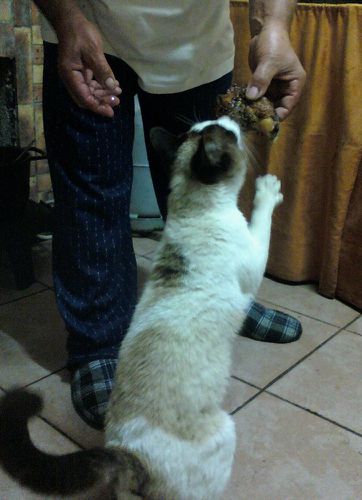 Lulu (2) copie