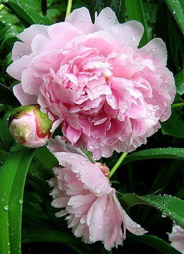 paeonia-lactiflora-rose.jpg
