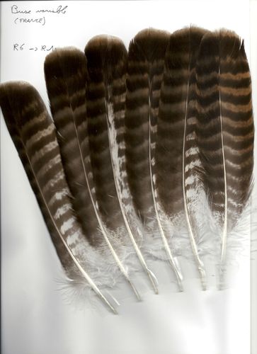 Buse variable rectrices