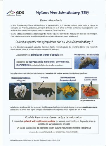 Les racines des parasites