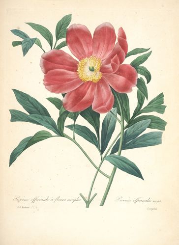 lapivoine.jpg